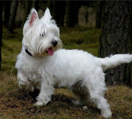 West Highland White Terrier