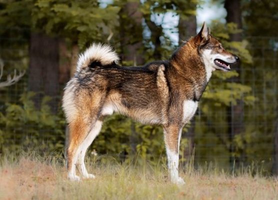West Siberian Laika