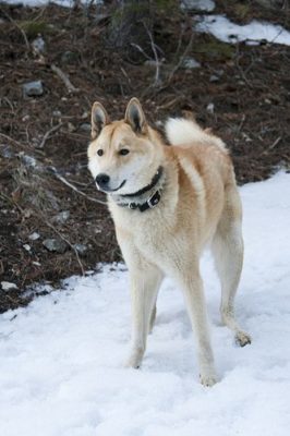 West Siberian Laika