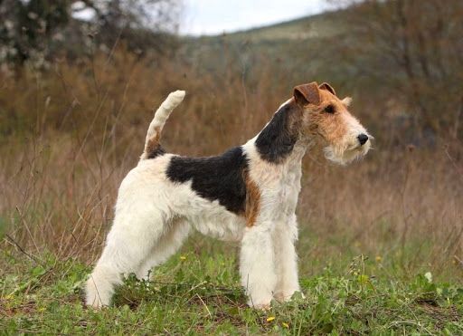 Fox Terrier de Pelo Duro