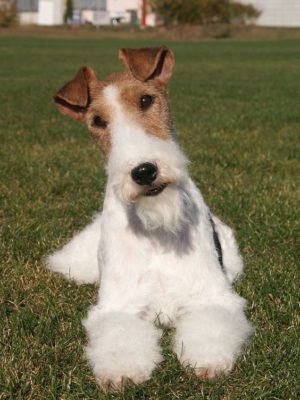 Wire Fox Terrier