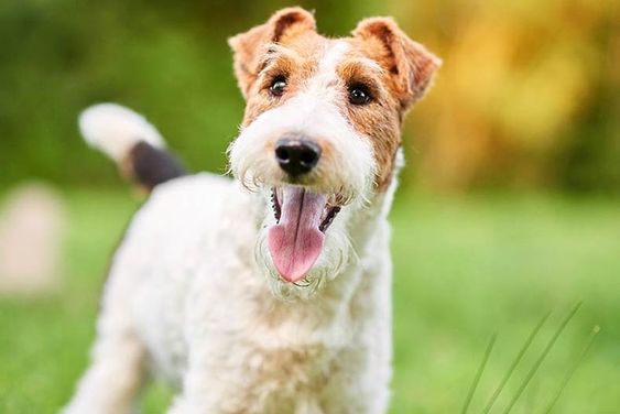 Wire Fox Terrier