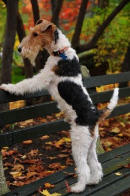 Wire Fox Terrier