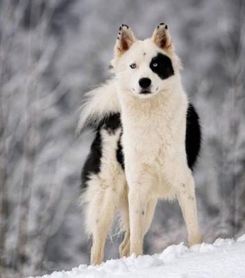 Yakutian Laika