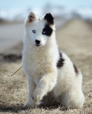 Yakutian Laika