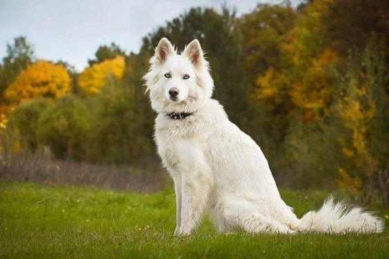 Yakutian Laika