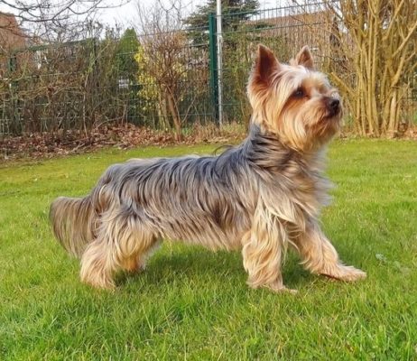 Yorkshire Terrier