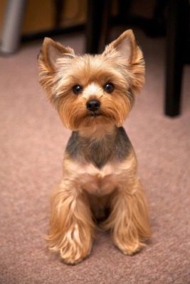 Yorkshire Terrier