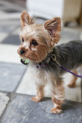 Yorkshire Terrier