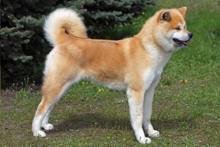 Akita Inu