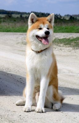 Akita