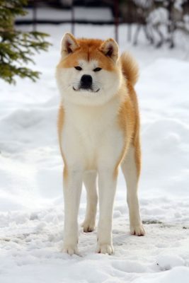 Akita