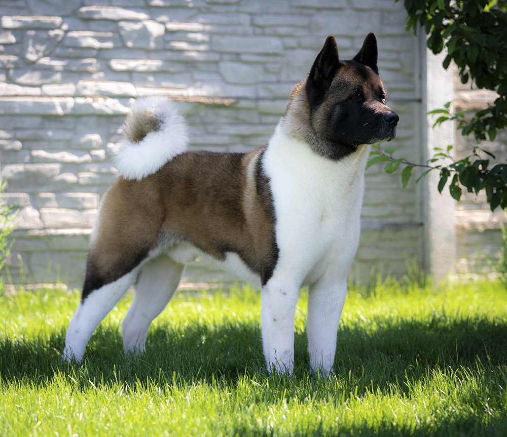 Akita Americano