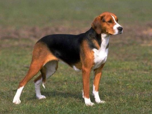American Foxhound