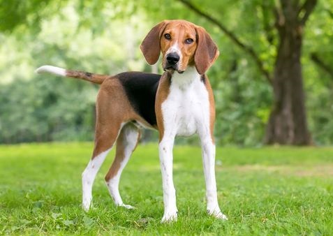 American Foxhound