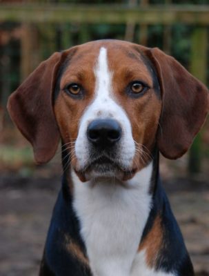 American Foxhound