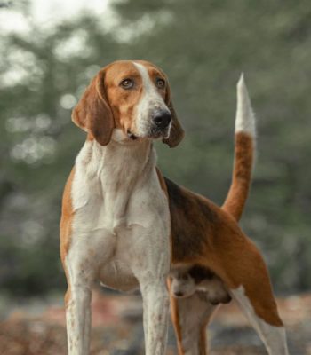 American Foxhound