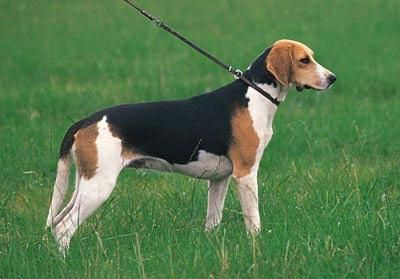 Середній Англо-французький Гончак