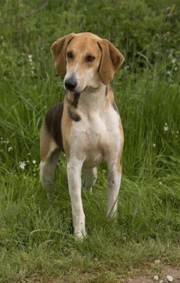 Anglo-Français de Petite Vénerie