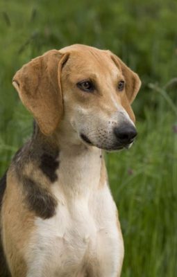 Anglo-Français de Petite Vénerie