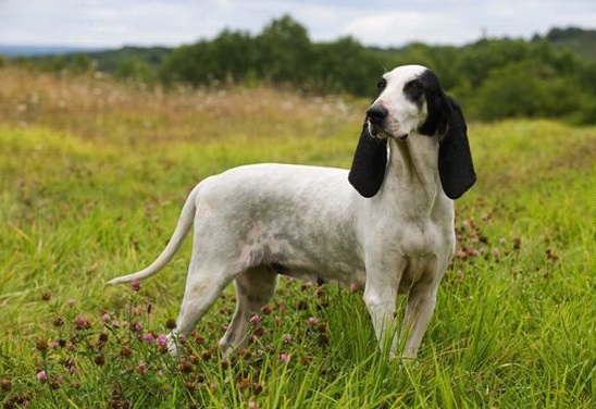 Ар'єзький Гончак