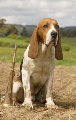 Artois Hound