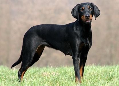 Austrian Black and Tan Hound