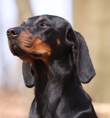 Austrian Black and Tan Hound