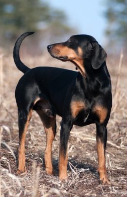 Austrian Black and Tan Hound