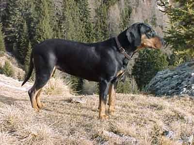 Австрійський Чорний З Підпалинами Гончак