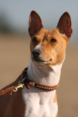 Basenji