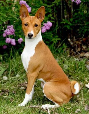 Basenji
