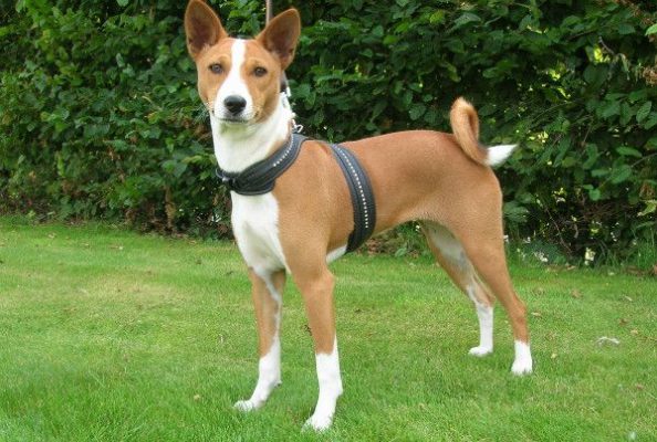 Basenji