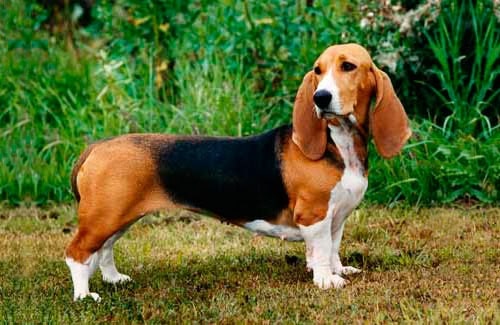 Артезено-нормандський Басет