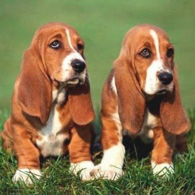 Basset Artésien Normand