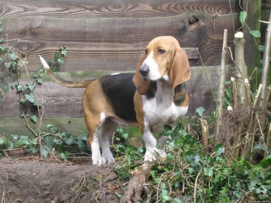 Basset Artésien Normand