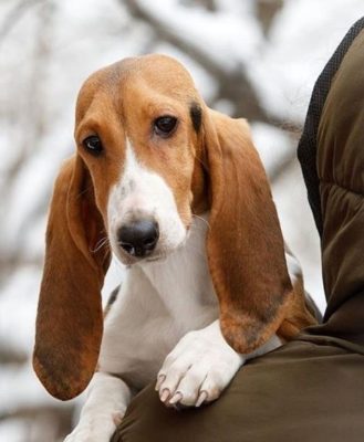 Basset Artésien Normand