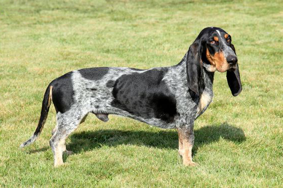 Ґасконський Блакитний Басет