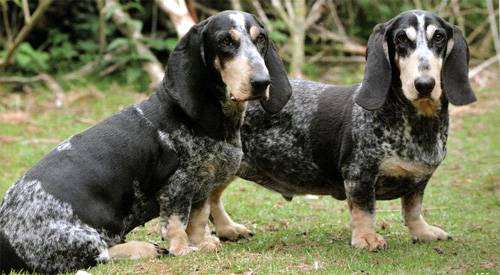 Basset Bleu de Gascogne