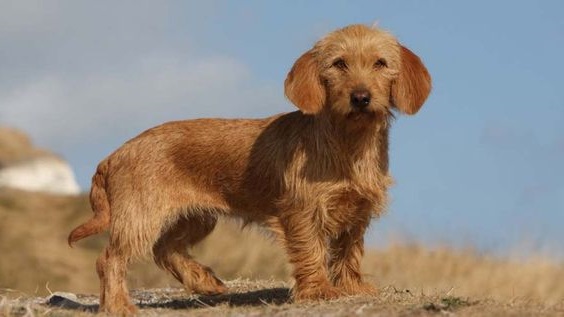 Бретонський Рудуватий Басет