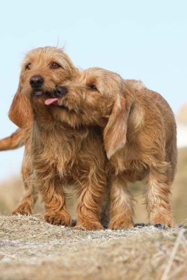 Basset Fauve de Bretagne