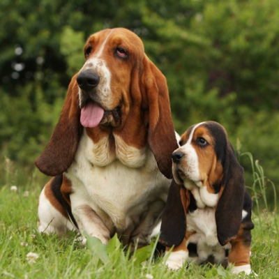 Basset Hound