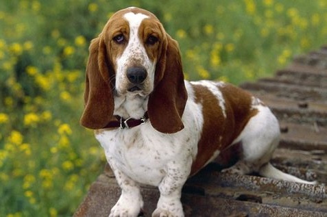 Basset Hound