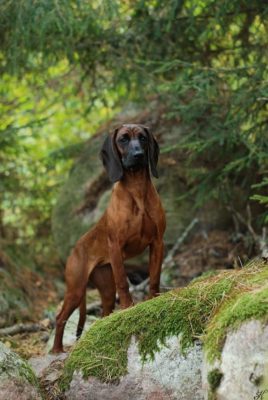 Bavarian Mountain Hound