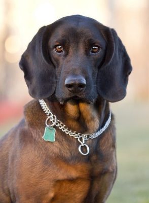 Bavarian Mountain Hound