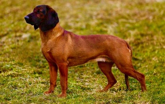 Bavarian Mountain Hound