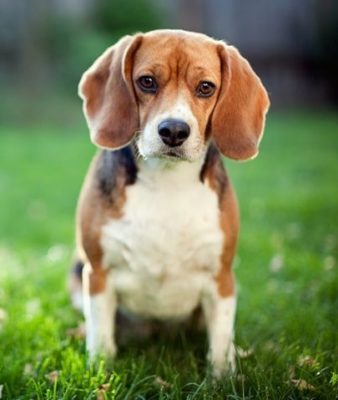 Beagle