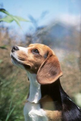 Beagle