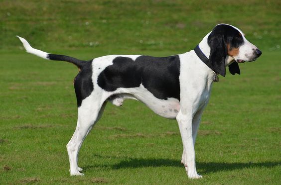 Бернський Гончак