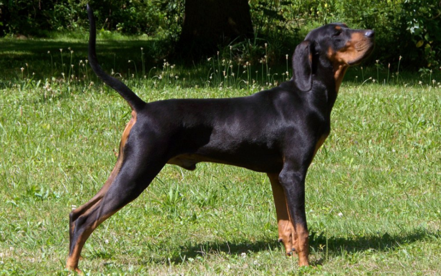 Black and Tan Coonhound